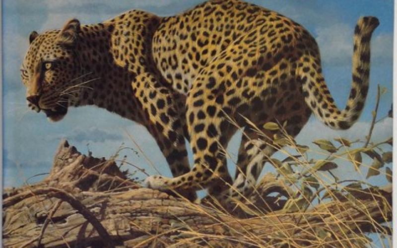 Front Cover of African Seasons by Craig Bone