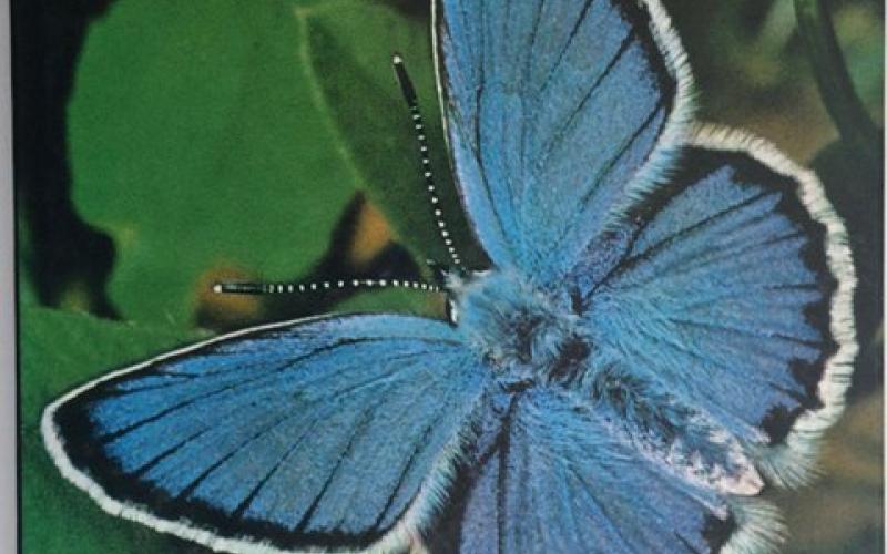 Front Cover of Butterflies by Thomas C Emmel